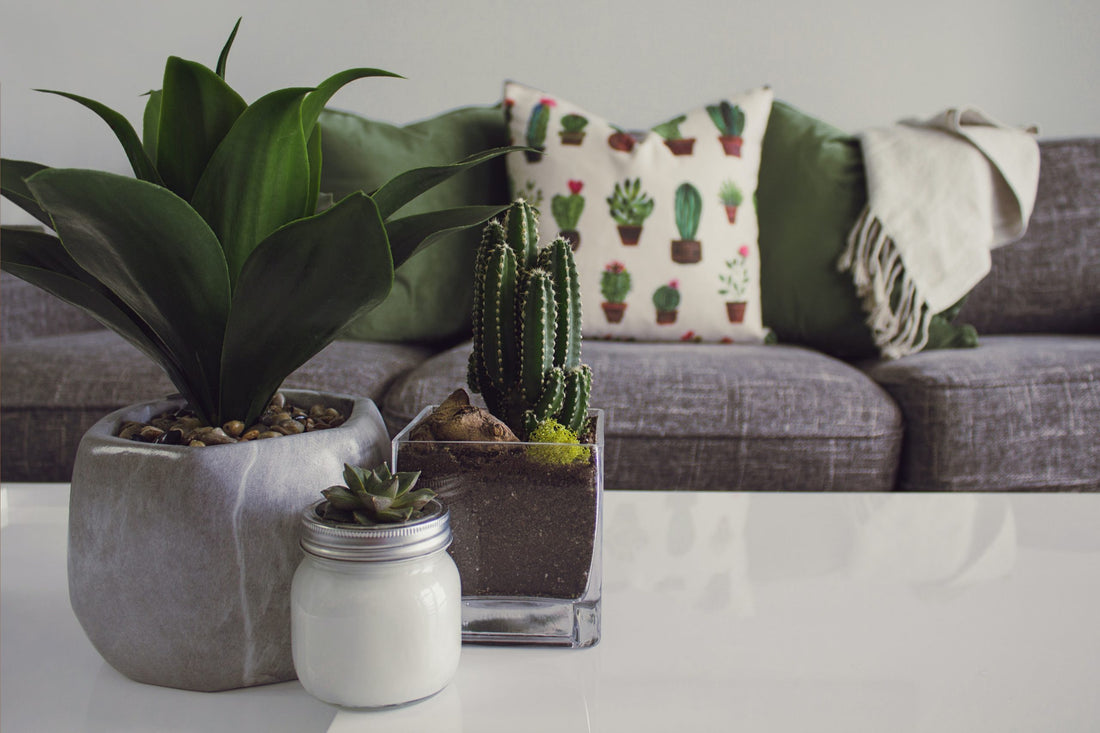 Sofa with Green cushions in background with plants on a table in the foreground